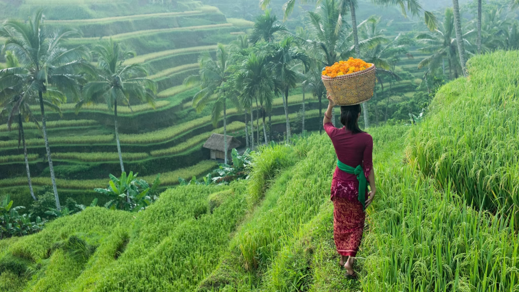 Ubud rice fields in Bali used as a scenic filming location for commercials and visual line production assignments